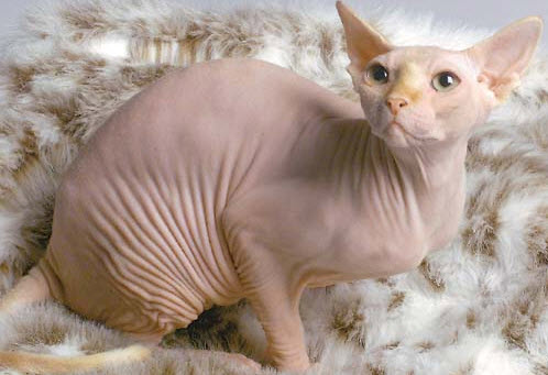 cats that have no fur